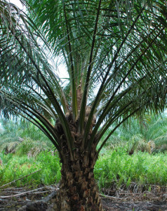palmtree3